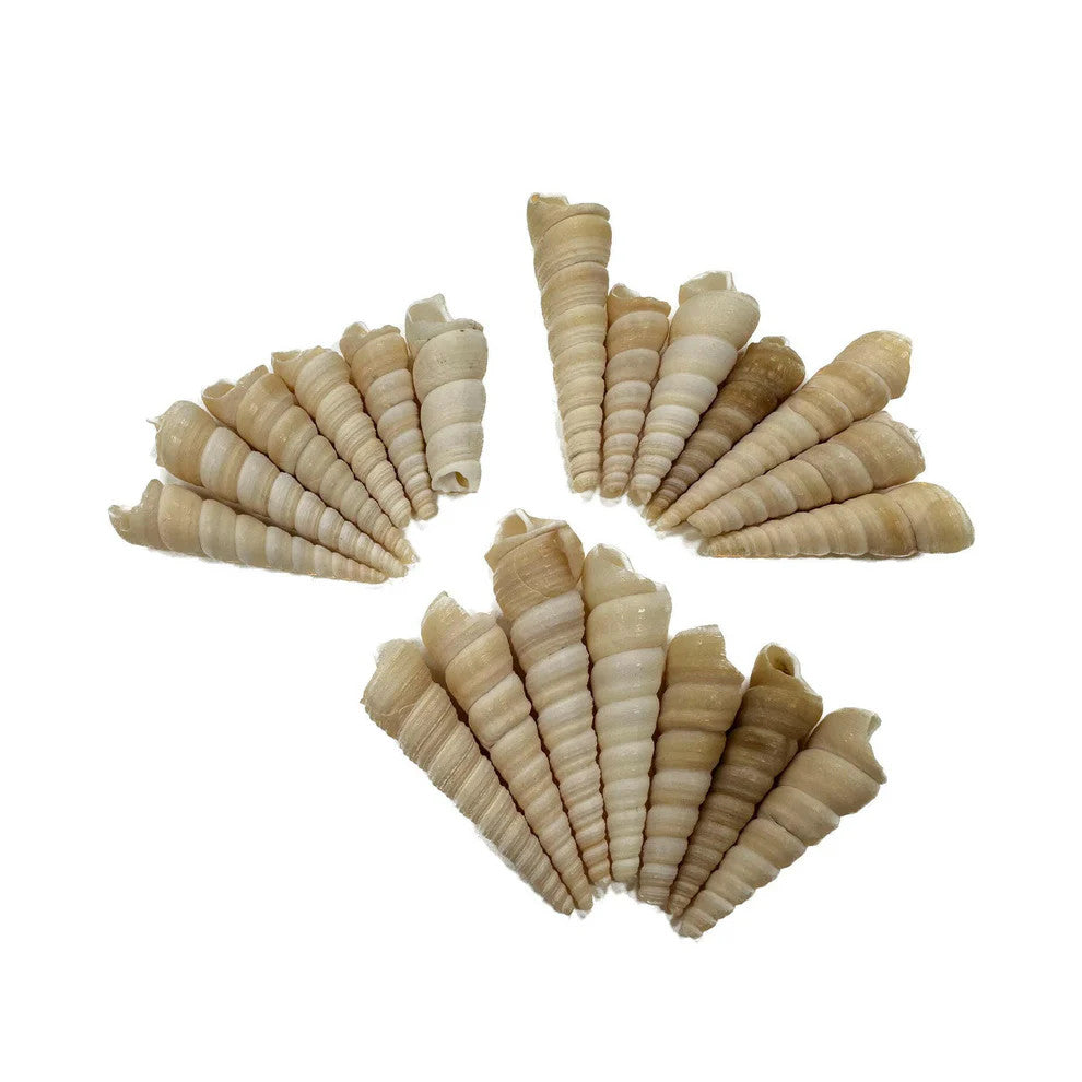 Hugo Sea Shells 100g