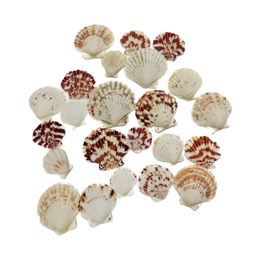 Hugo Sea Shells 100g