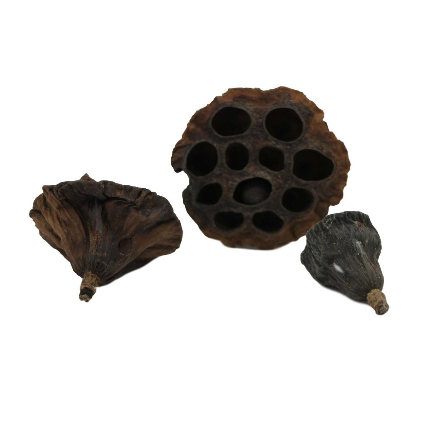 Betta Lotus Pods (x3)