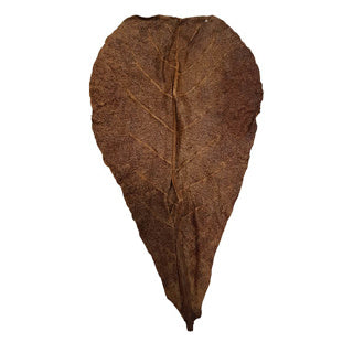 Betta Catappa XL Leaves (25 pcs)