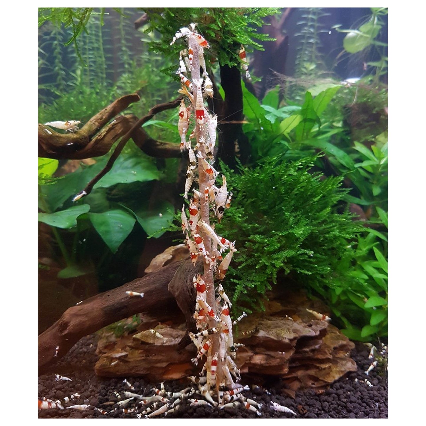 Ceramic Nature Shrimp Stick Lollies