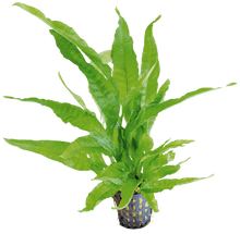 Microsorum pteropus 'Greens' Aquafleur Java Fern