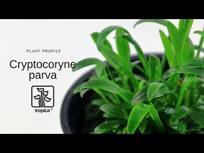 Tropica Cryptocoryne parva 1-2-GROW