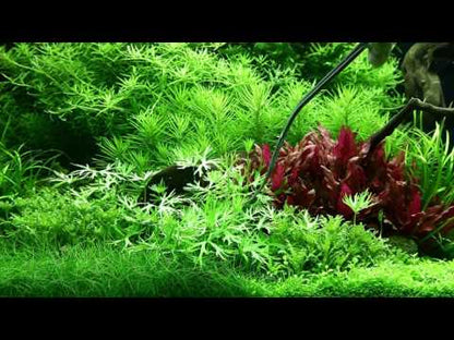 Tropica Ranunculus inundatus 1-2-GROW