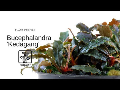 Bucephalandra Kedagang Tropica