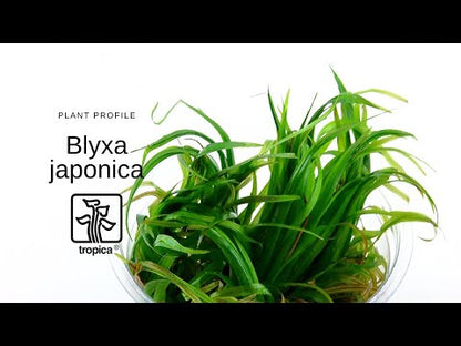 Tropica Blyxa japonica 1-2-GROW
