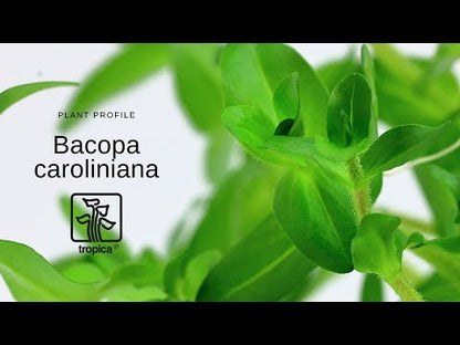 Tropica Bacopa caroliniana 1-2-GROW