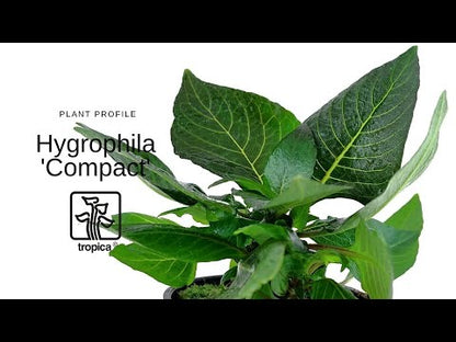Hygrophila compact Tropica