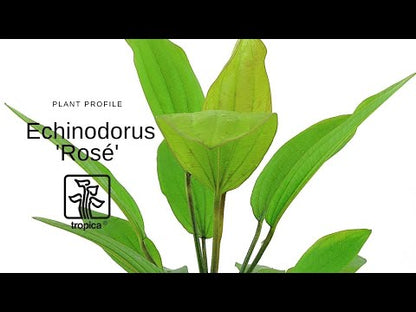 XL Echinodorus Rosee Tropica