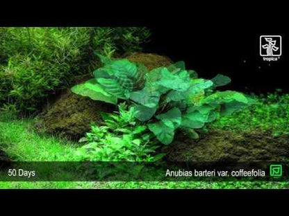 Anubias barteri Coffeefolia Tropica