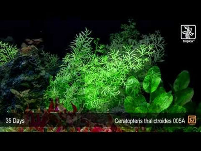 Ceratopteris thalictroides Water Sprite Tropica