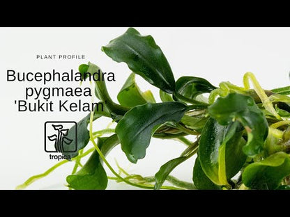Tropica Bucephalandra pygmea Bukit Kalem 1-2-GROW