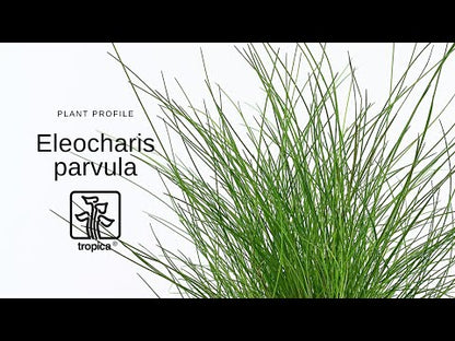 Tropica Eleocharis pusilla 1-2-GROW