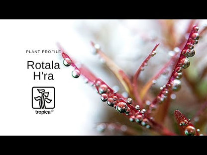 Tropica Rotala rotundifolia H'ra 1-2-GROW