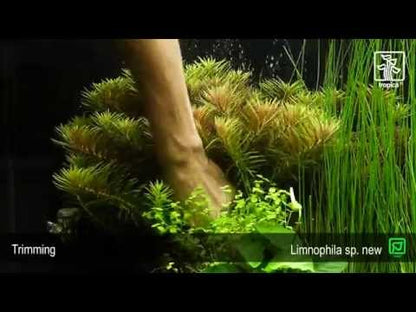 Limnophila hippuridoides Tropica
