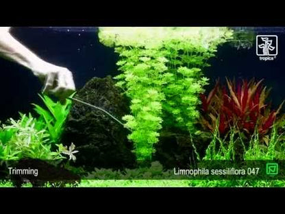 Limnophila sessiliflora Tropica