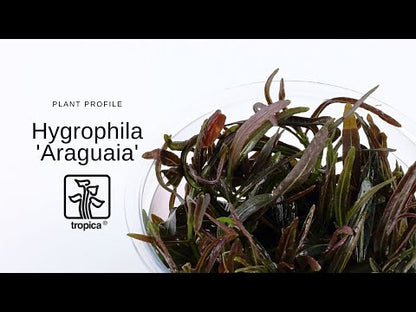 Tropica Hygrophila Araguaia 1-2-GROW