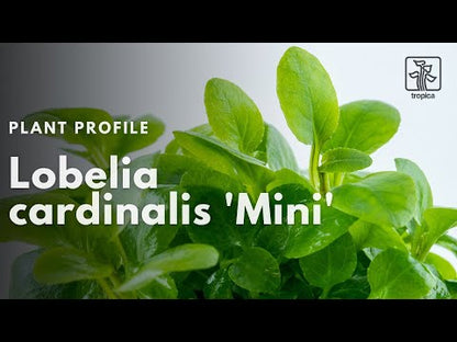 Tropica Lobelia cardinalis Mini 1-2-GROW