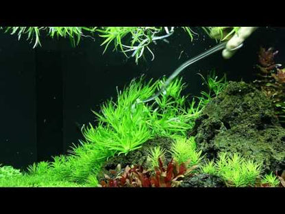 Tropica Heteranthera zosterifolia 1-2-GROW