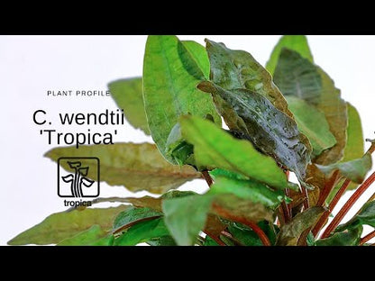 Cryptocoryne wendtii 'Tropica' by Tropica