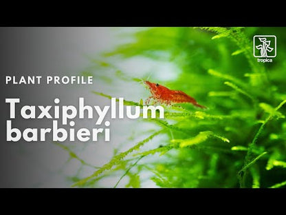 Tropica Taxiphyllum barbieri Java Moss PORTION