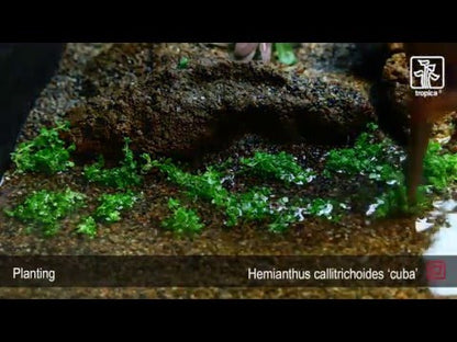 Tropica Hemianthus callitrichoides Cuba 1-2-GROW