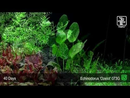 Echinodorus Ozelot Green Tropica
