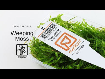 Tropica Vesicularia ferriei Weeping Moss PORTION