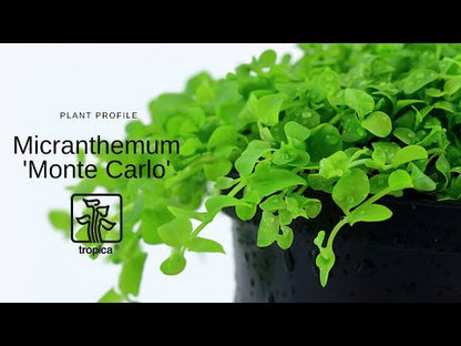 Tropica Micranthemum Monte Carlo 1-2-GROW