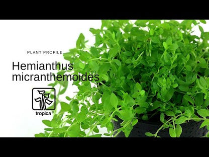 Tropica Hemianthus micranthemoides 1-2-GROW
