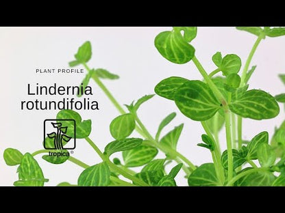 Lindernia rotundifolia Tropica
