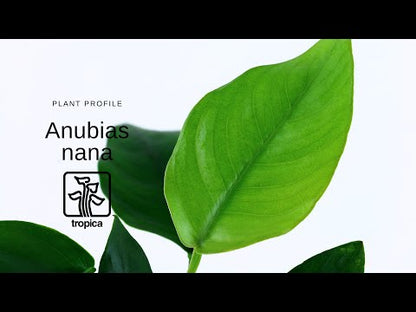 Anubias nana on Lava Rock Tropica