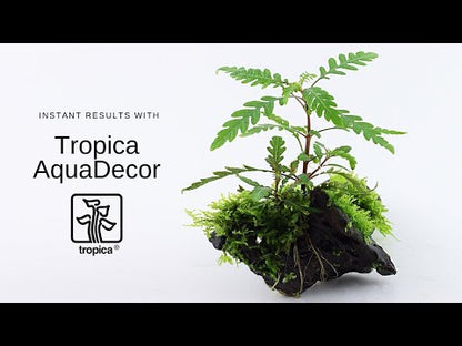 Bucephalandra Wavy Green on Lava Rock Tropica