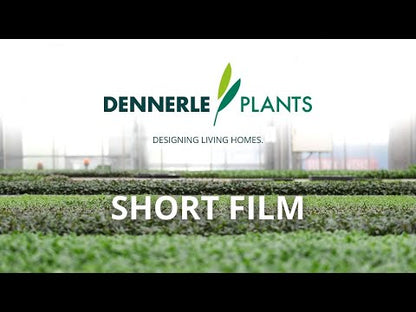 Dennerle Plants Liquid Plus
