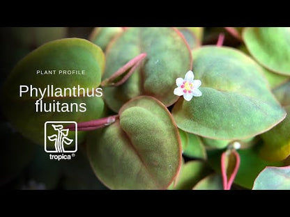 Tropica Phyllanthus fluitans 1-2-GROW