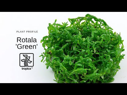 Tropica Rotala rotundifolia Green 1-2-GROW