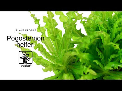 Tropica Pogostemon helferi 1-2-GROW