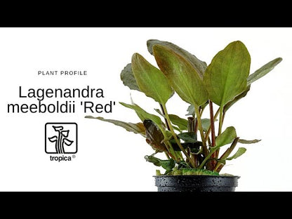 Lagenandra meeboldii 'Red' Tropica