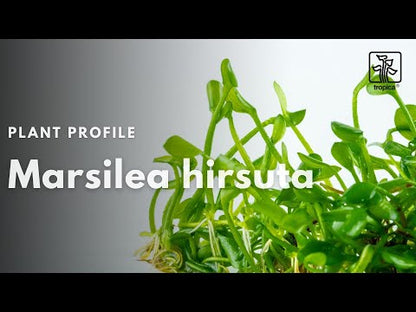 Tropica Marsilea hirsuta 1-2-GROW