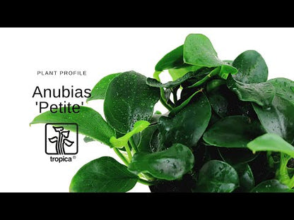 Anubias Petite Tropica
