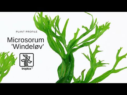 Microsorum pteropus Windelov Tropica Java Fern