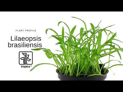 Tropica Lilaeopsis brasiliensis 1-2-GROW