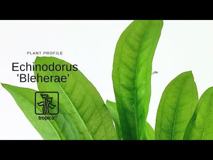 XL Echinodorus grisebachii Bleherae Tropica