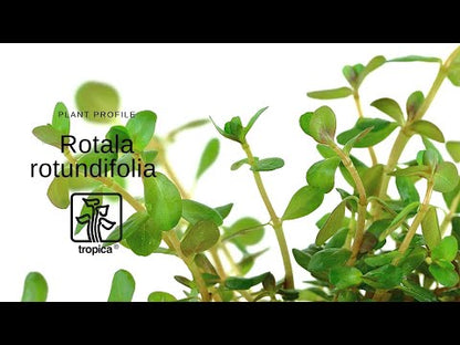 Rotala rotundifolia Tropica (Single Package)