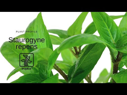 Tropica Staurogyne repens 1-2-GROW