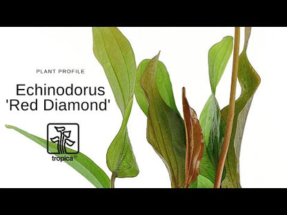 Echinodorus Red Diamond Tropica