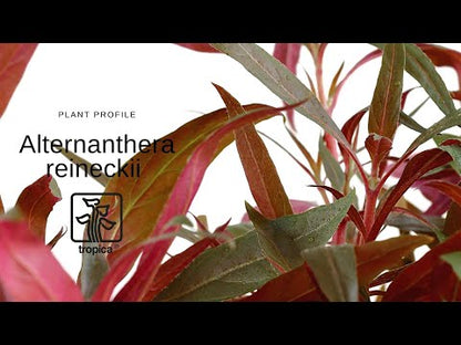 XL Alternanthera reineckii Pink Tropica