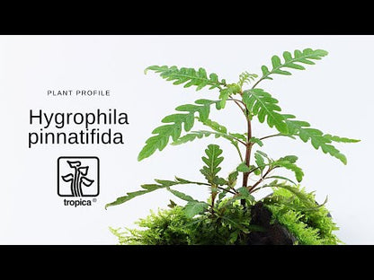 Hygrophila pinnatifida Tropica