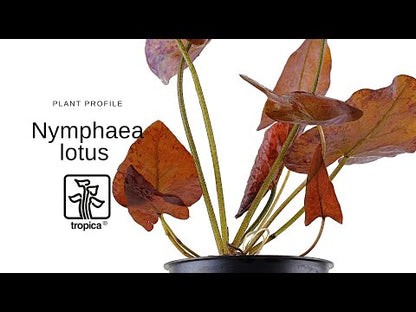Nymphaea Lotus Tropica