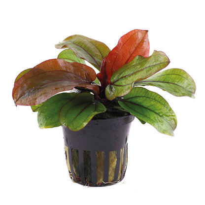 Echinodorus 'Reni' Tropica